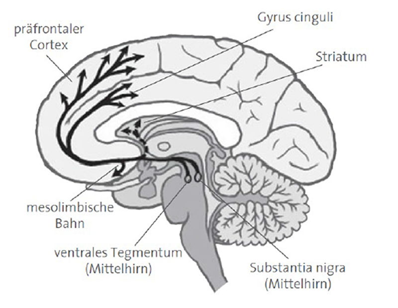 Dopamin-Neurotransmittersystem